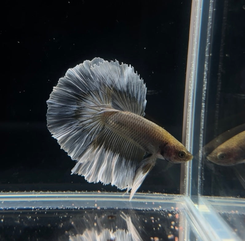 Yellow Pineapple Feathertail Male Betta