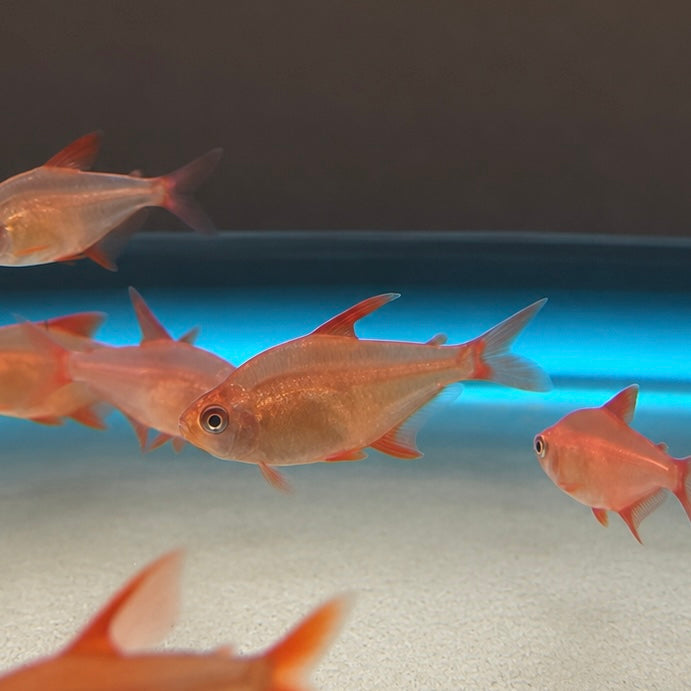 Red Cherry Muzel Tetra