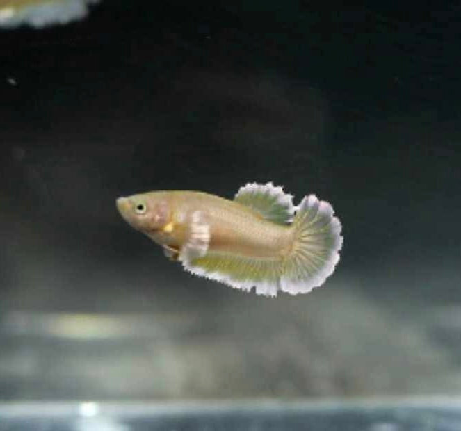 Dumbo Ear Full Gold HMPK Female Betta