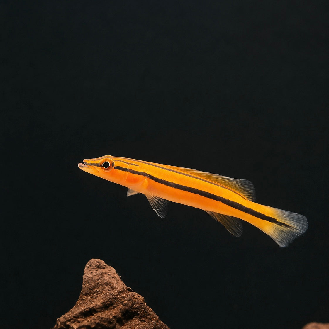 Orange "carrot" Xingu Pike Cichlid (Crenicichla sp. 'Xingu I')