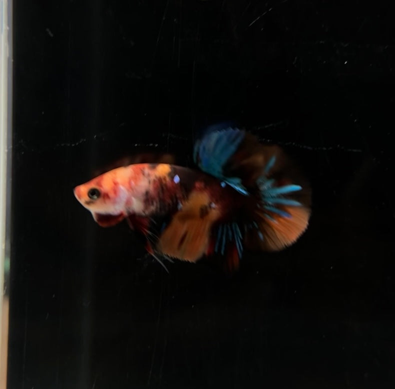 Nemo Multicolor Koi HMPK