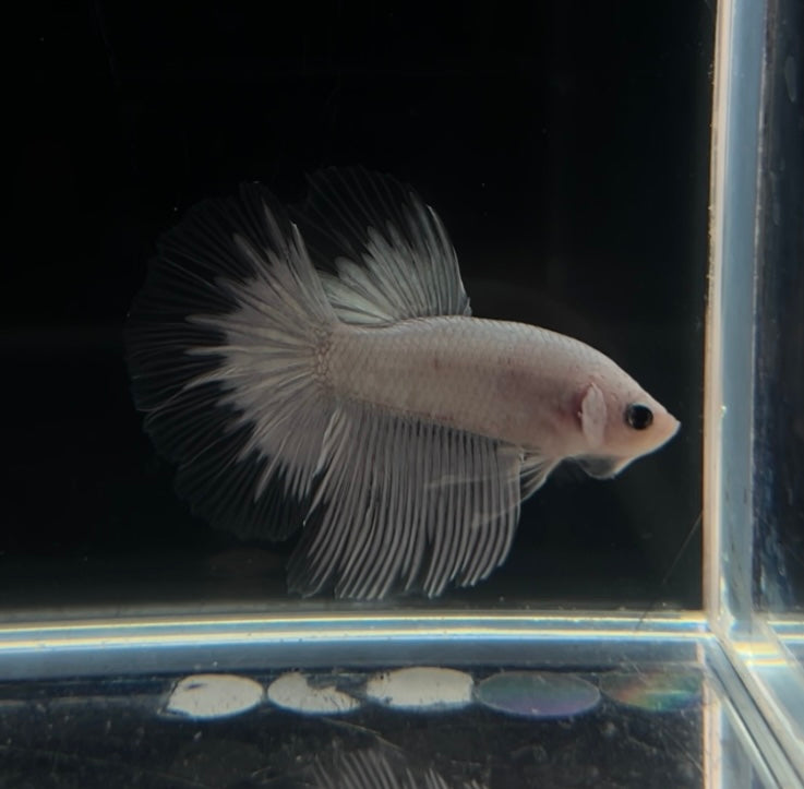 Full White HM Male Betta