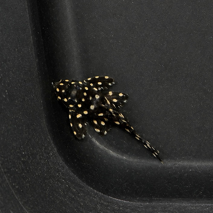 L471 Mini Snowball Pleco