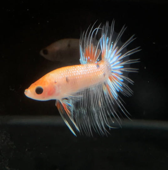 CT Light Koi Male Betta