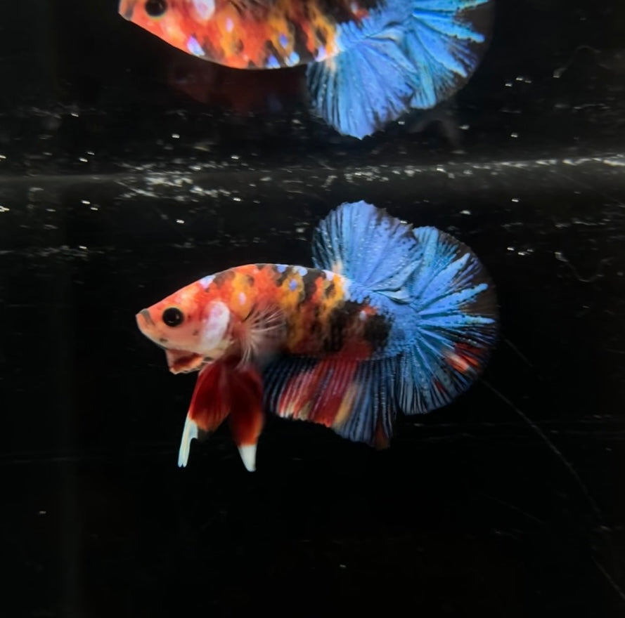 Multicolor Koi HMPK Male Betta