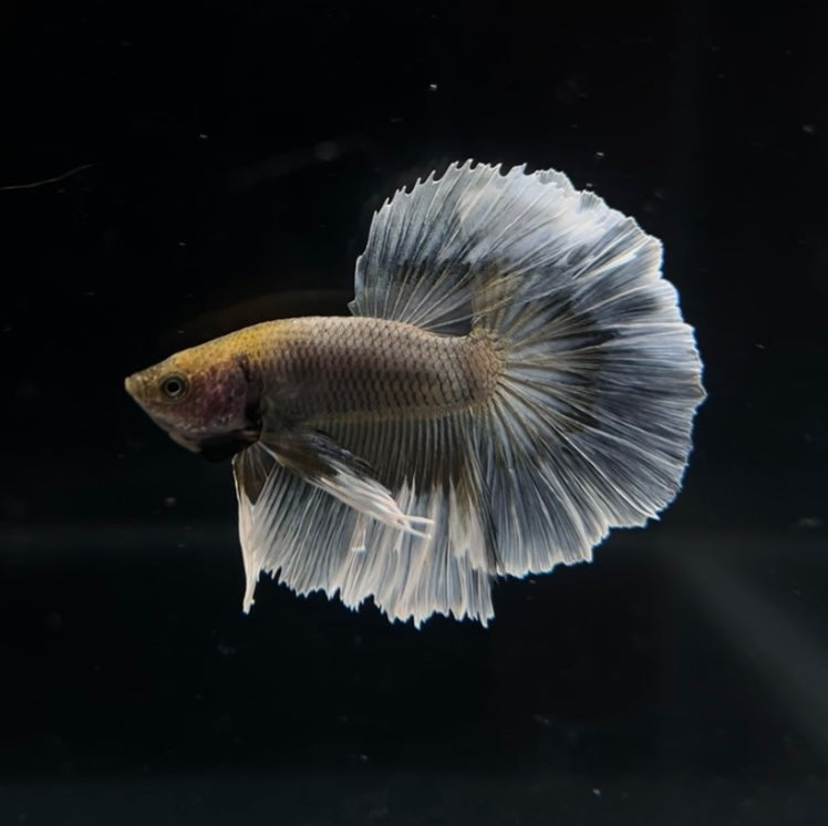 Yellow Pineapple Feathertail Male Betta