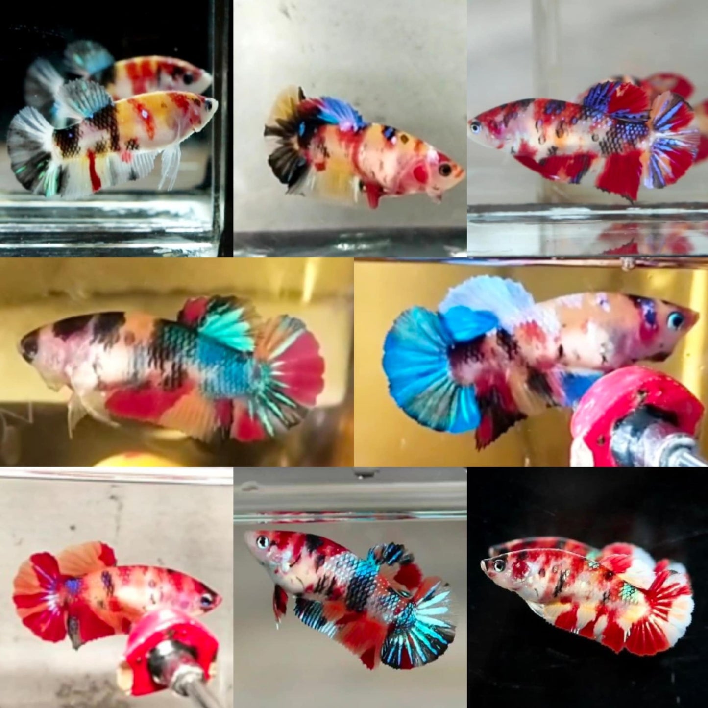 Multicolor Koi HMPK Female Betta
