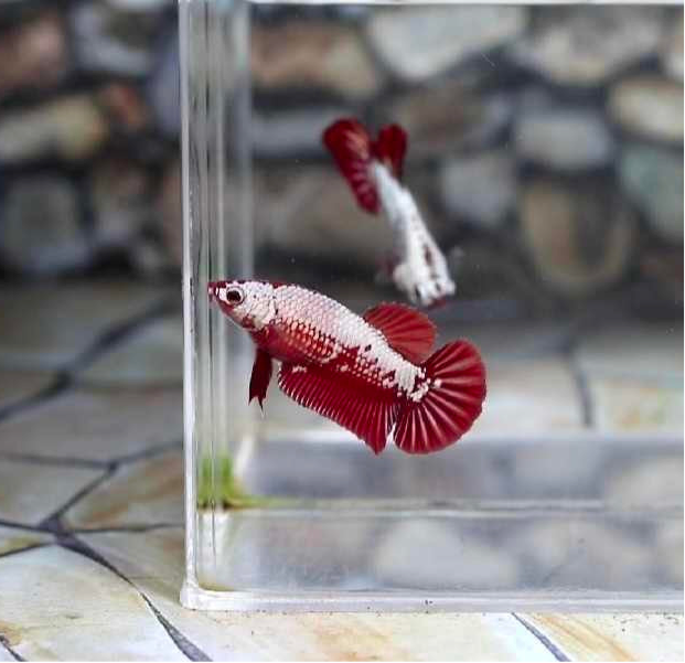 Red Samurai HMPK Female Betta