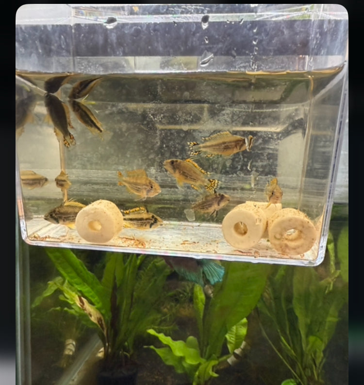 Apistogramma Cacatuoides