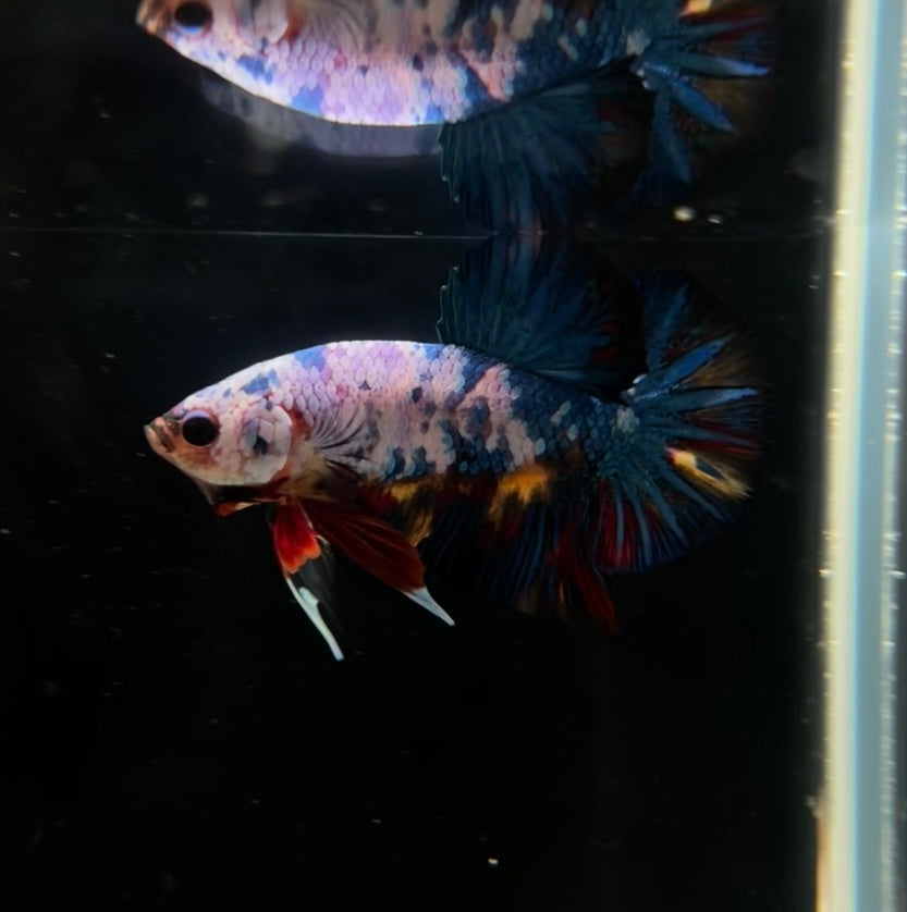 Galaxy Koi HMPK Male Betta