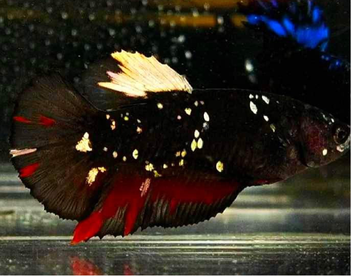HMPK Copper Avatar Female Betta Sorority