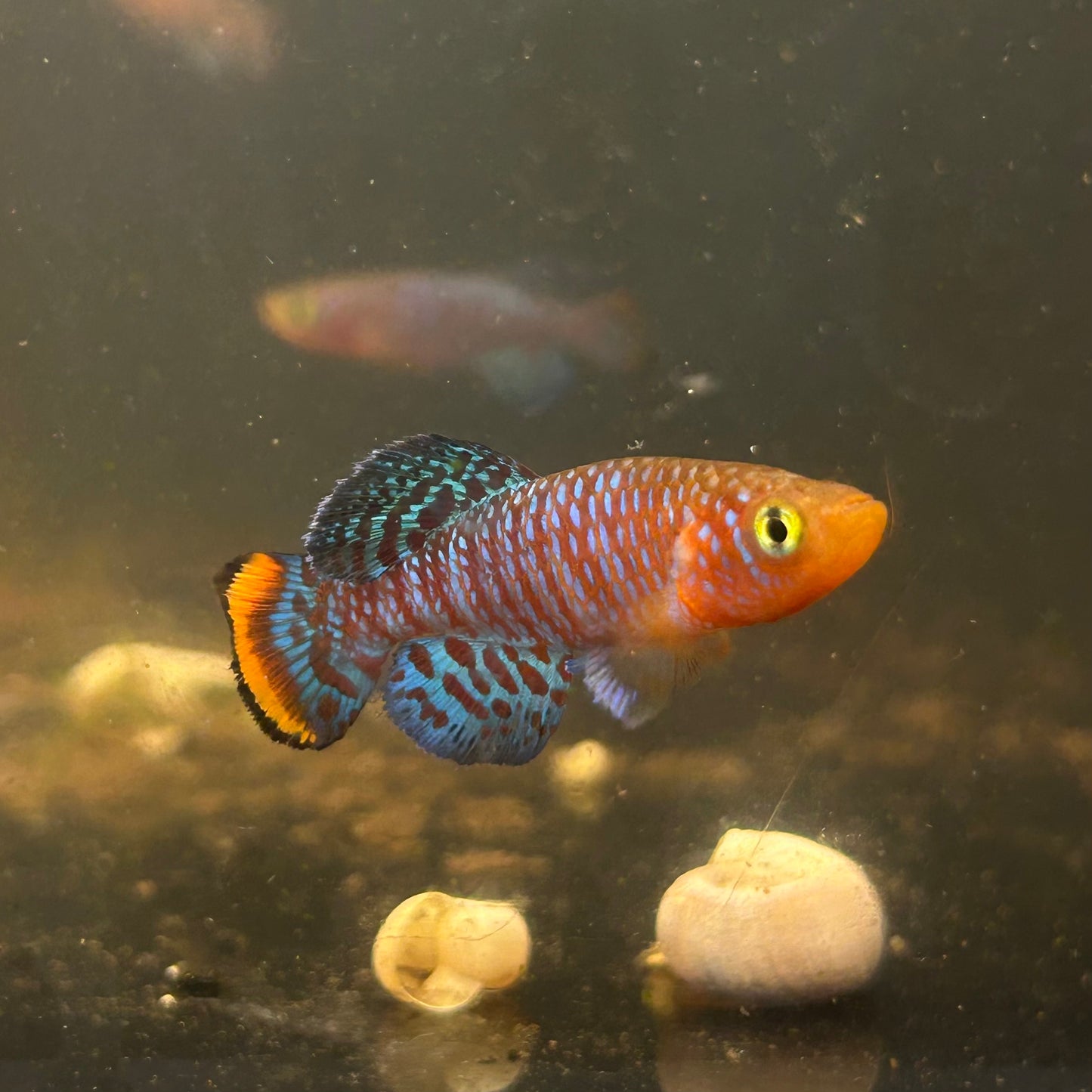 nothobranchius rachovii