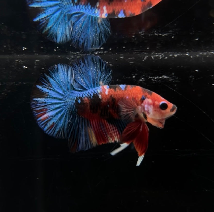 Multicolor Koi HMPK Male Betta