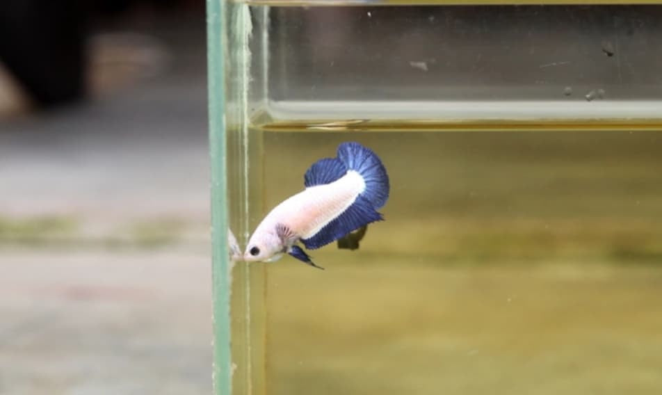 Blue Rim HMPK Female Betta