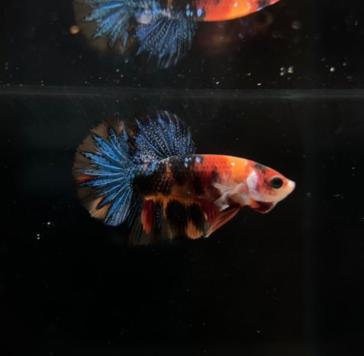 Multicolor Koi HMPK Male Betta