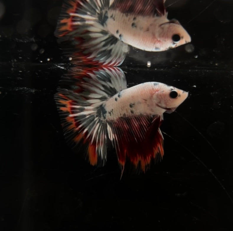 Red Copper Koi HM Male Betta