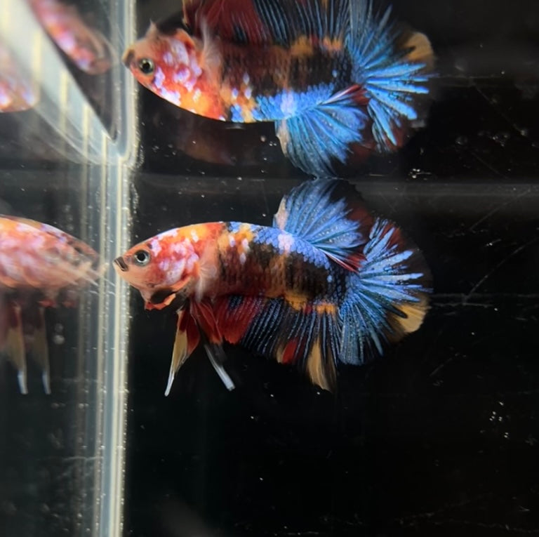 Multicolor Koi HMPK Male Betta