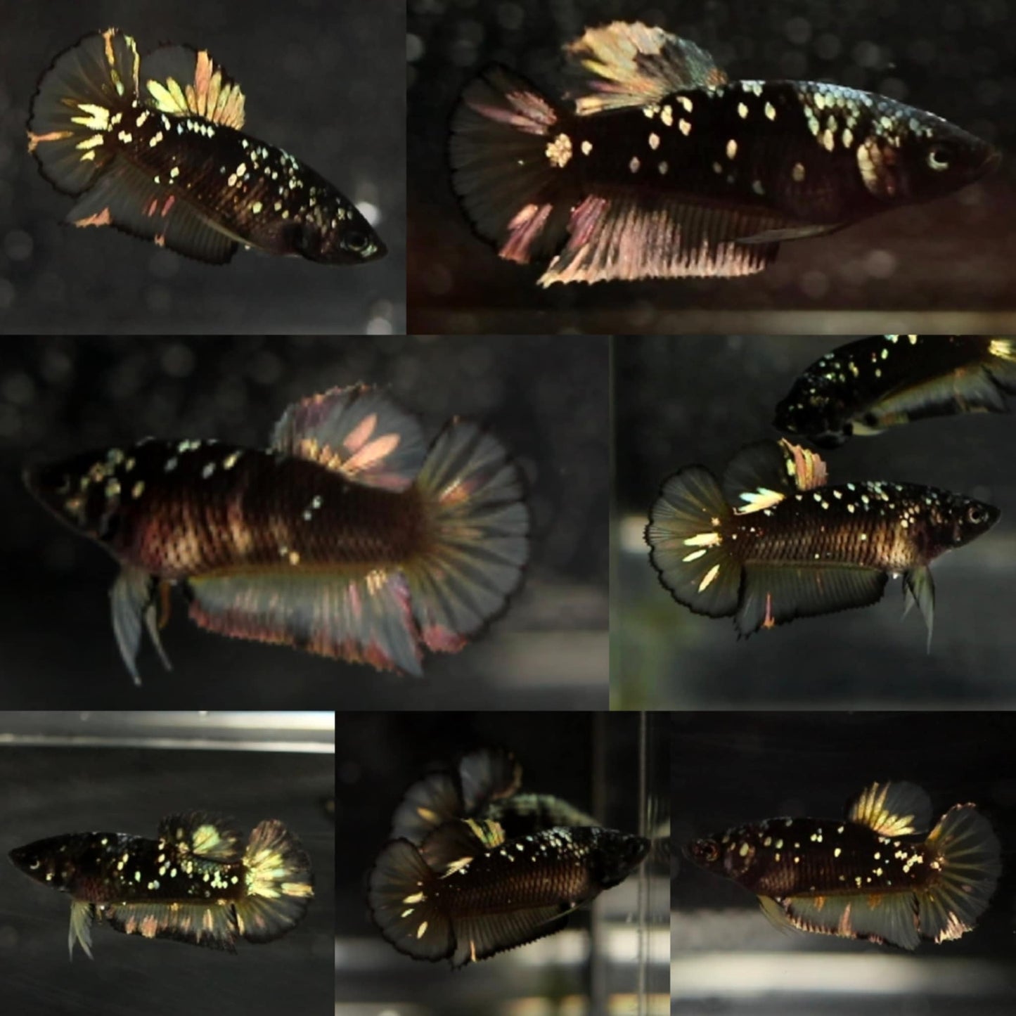 HMPK Gold Black Avatar Sorority