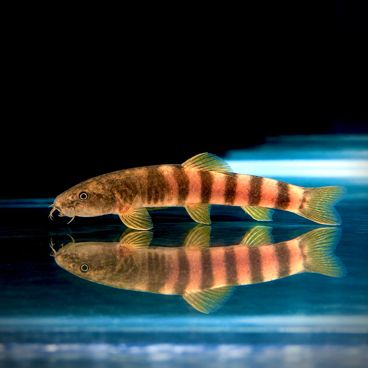 Pink Zebra Loach(LOACH SCHISTURA DISPARIZONA)