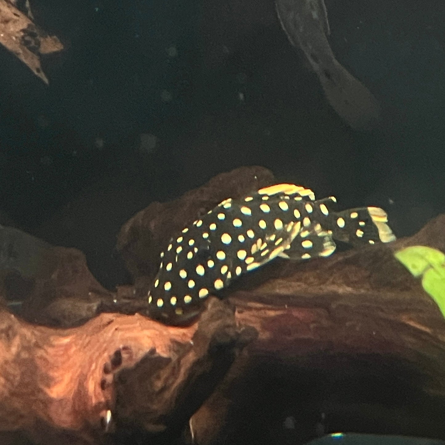 L018 Gold Nugget Pleco 2.5”