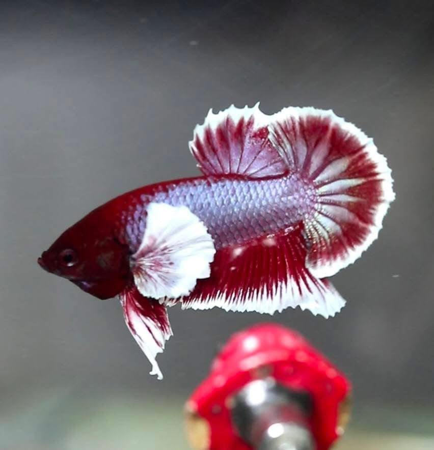 HMPK Lavender Dumbo Ear Male Betta