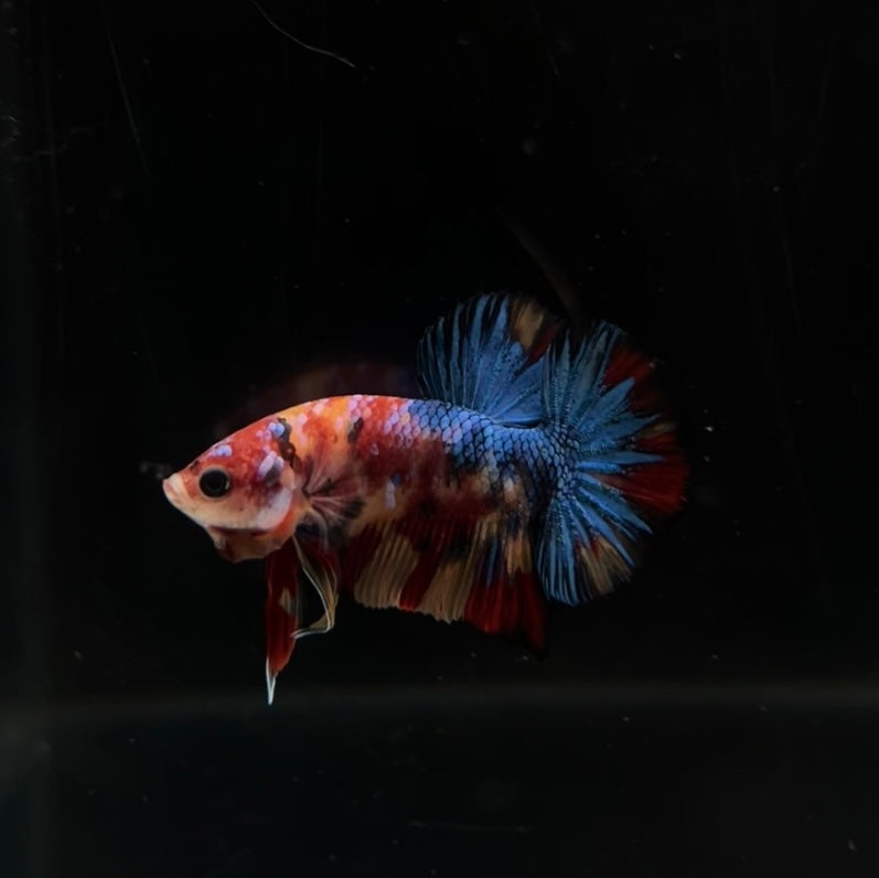 Multicolor Koi HMPK Male Betta