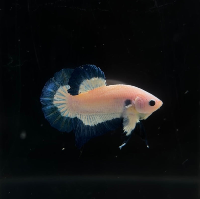 Blue Rim HMPK Male Betta
