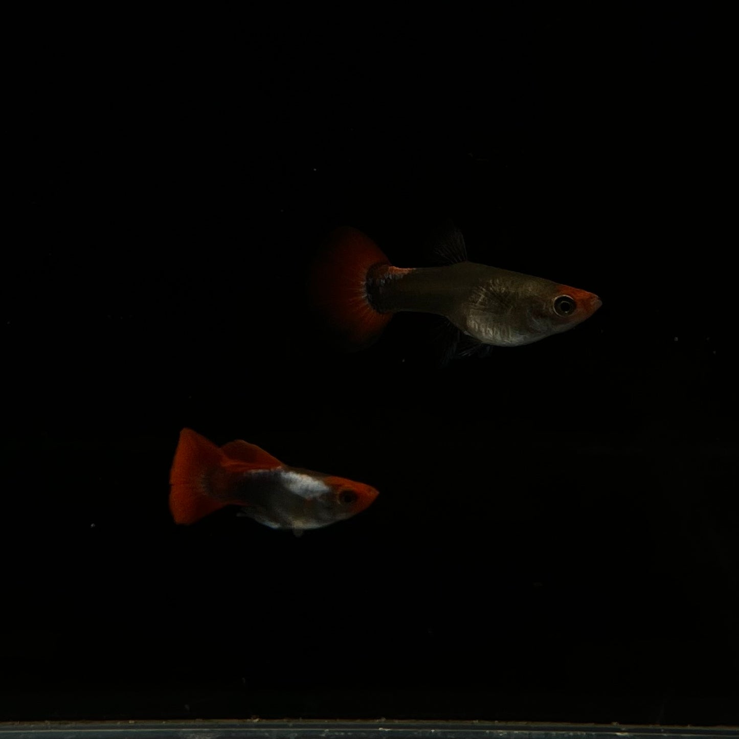 Tuexdo Koi Short Body Guppy