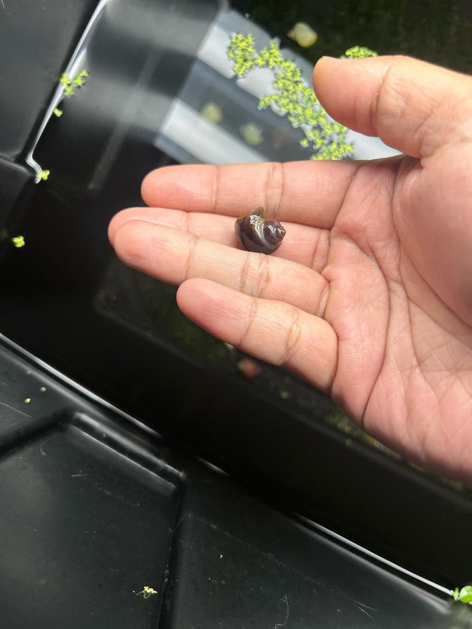 Purple Mystery Snails