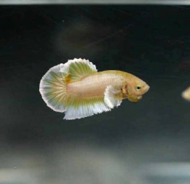 Dumbo Ear Full Gold Male