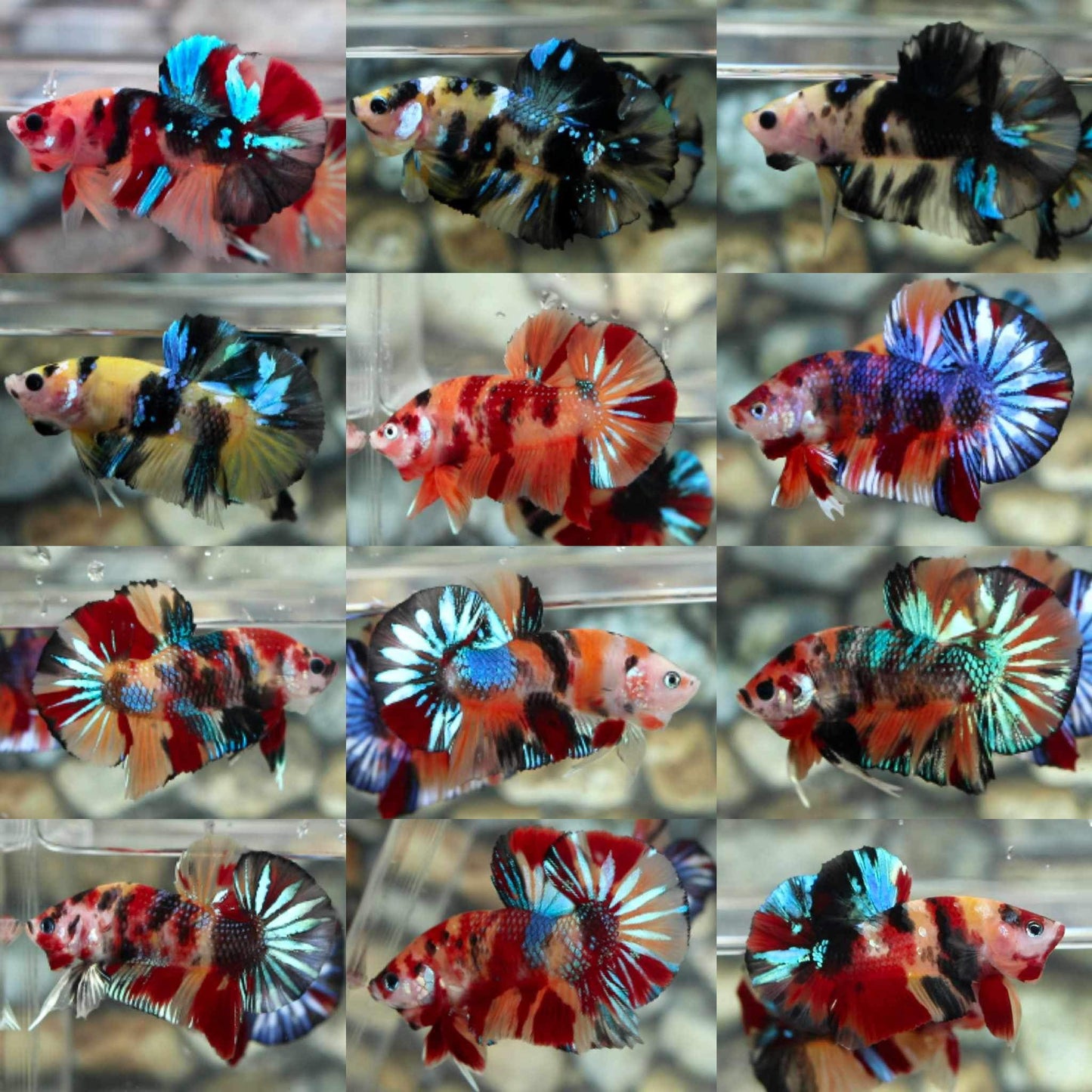 Mystery Box Koi HMPK Male Betta