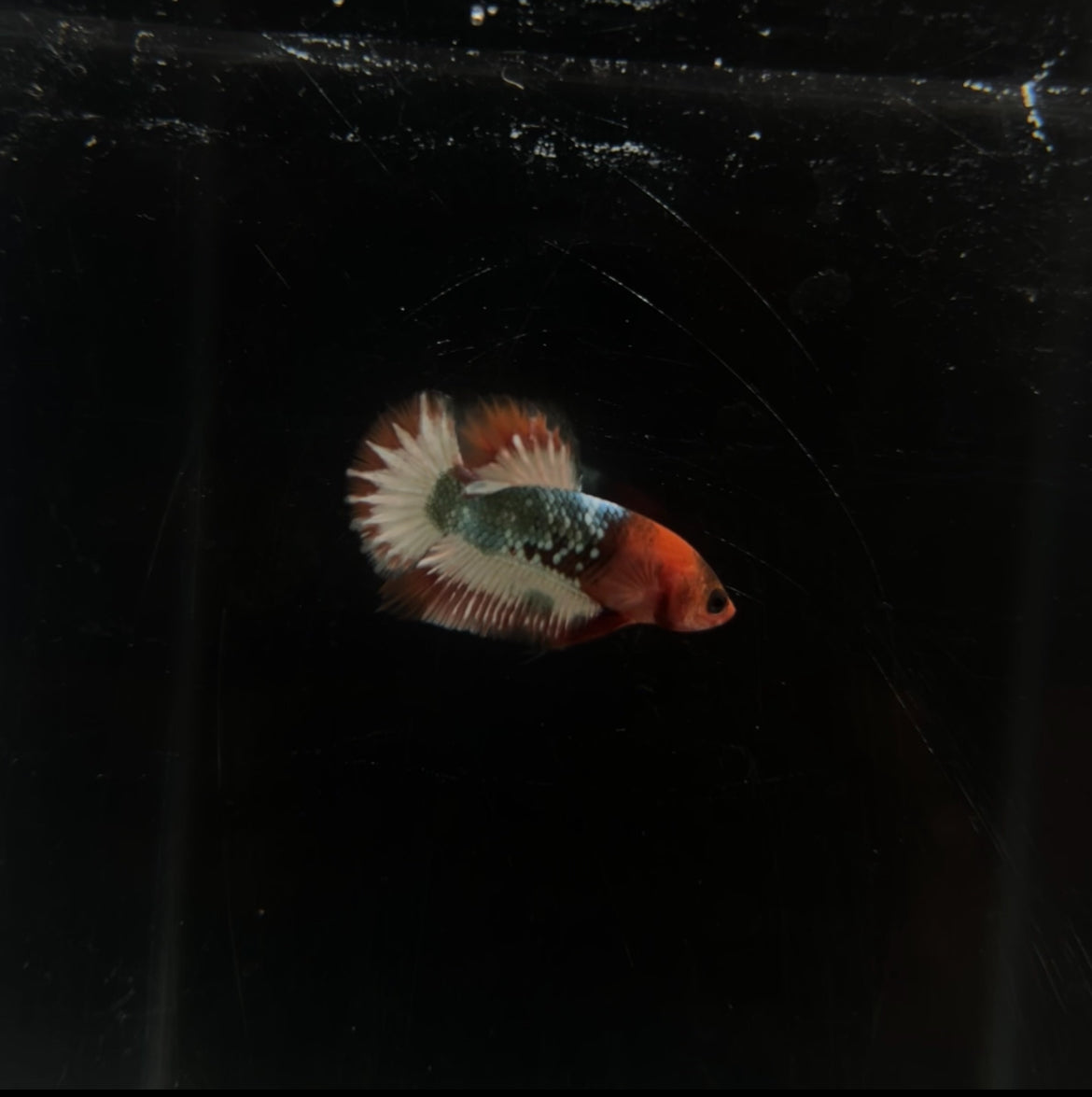 Red Fancy Copper HMPK Male Betta