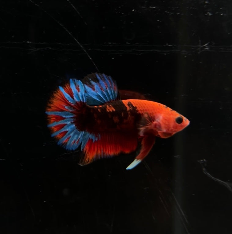 Red Hellboy HMPK Male Betta