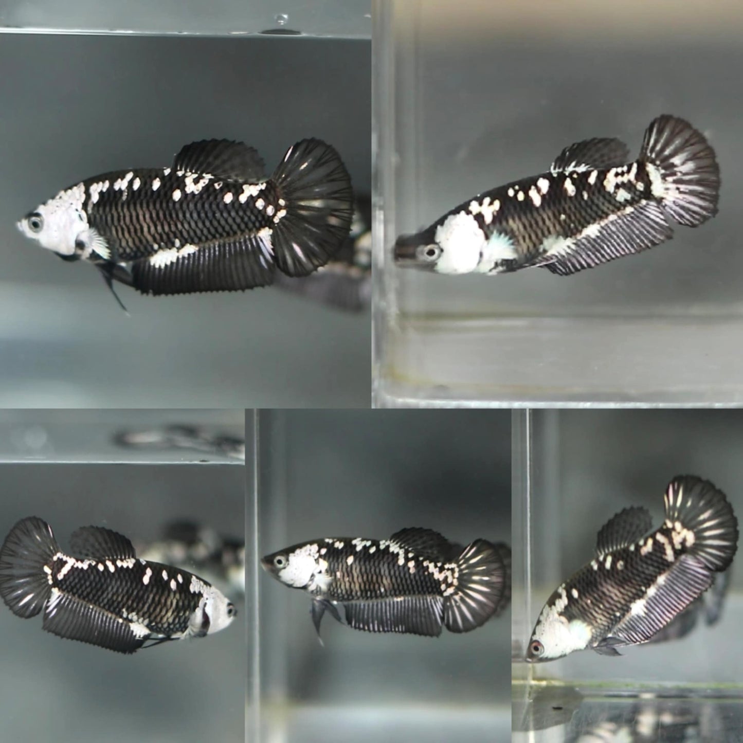 HMPK Black Mamba Sorority Female Betta