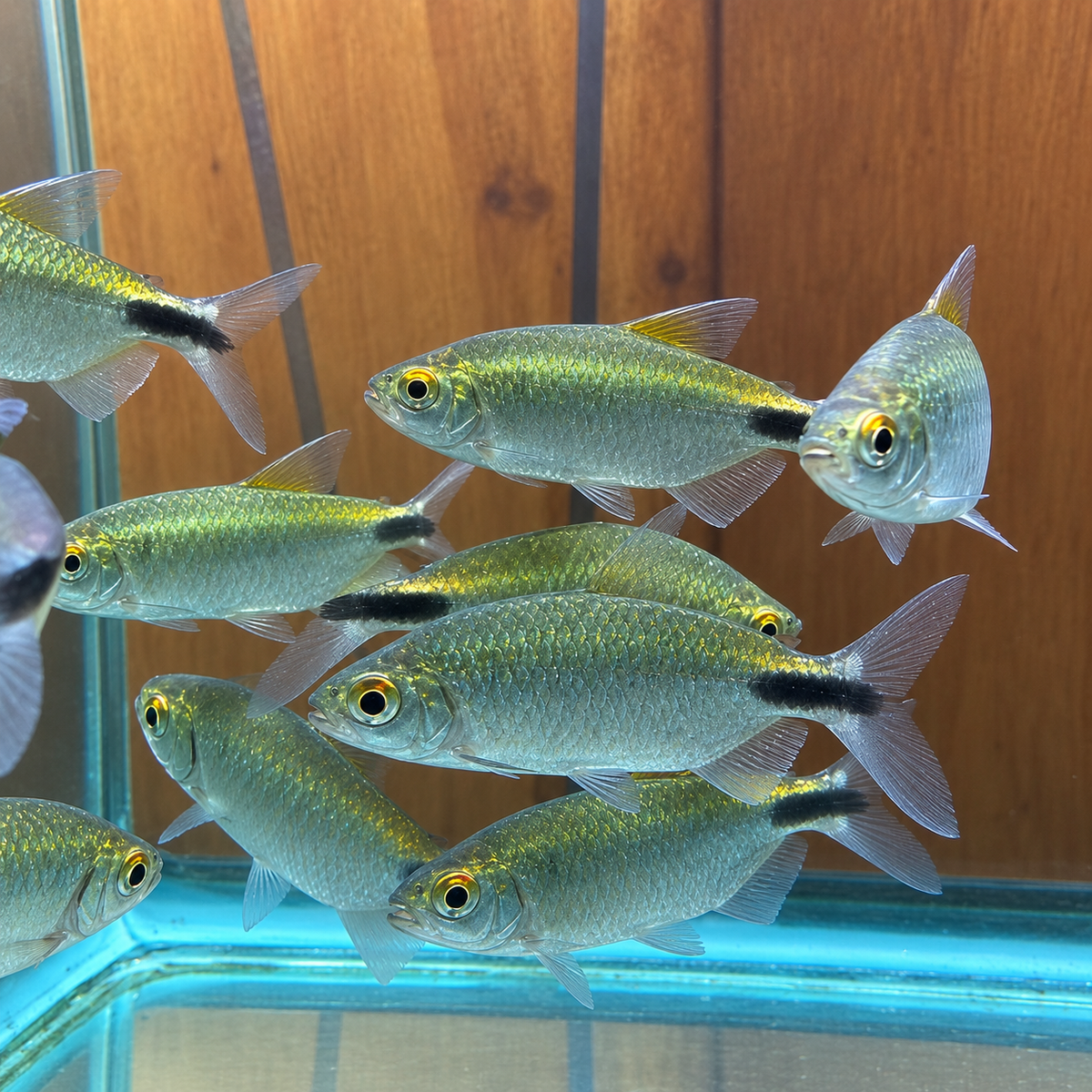 African Long-Finned Tetra