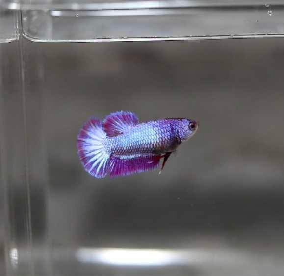 HMPK Purple Dragon Female Betta