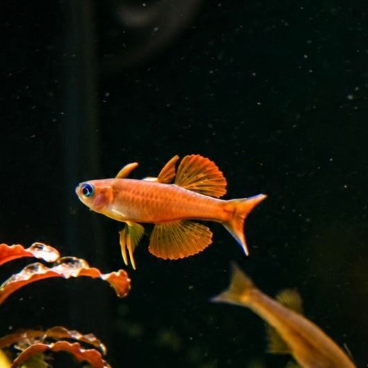 Red Neon Blue-eye Rainbowfish(Pseudomugil luminatus)