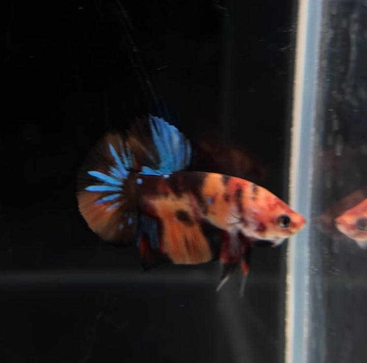 Nemo Multicolor Koi HMPK