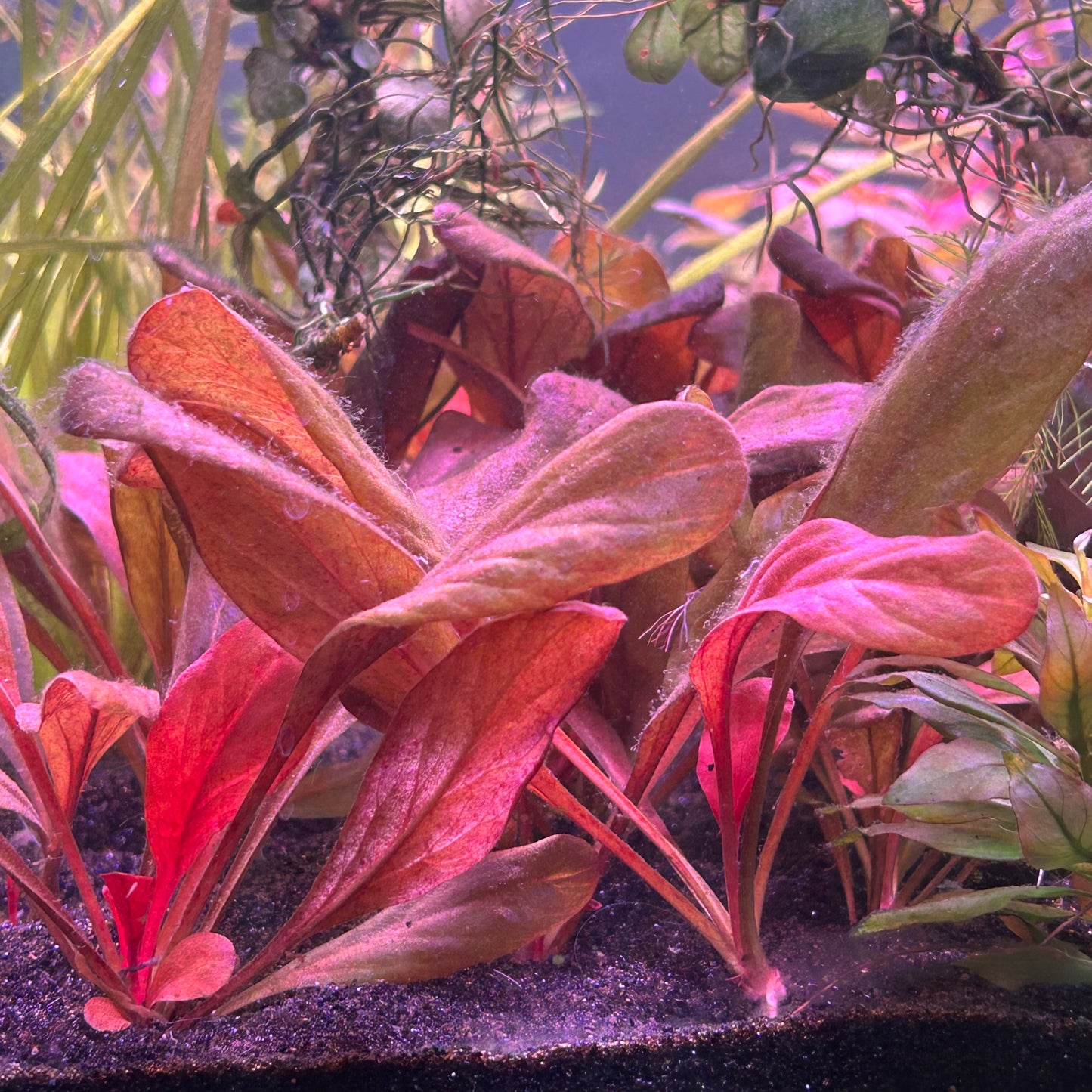 Samolous Parviflorus Red