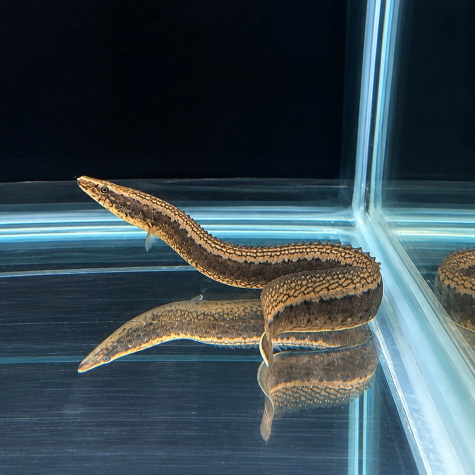 FLEX NECK EEL(Sinobdella Sinensis)