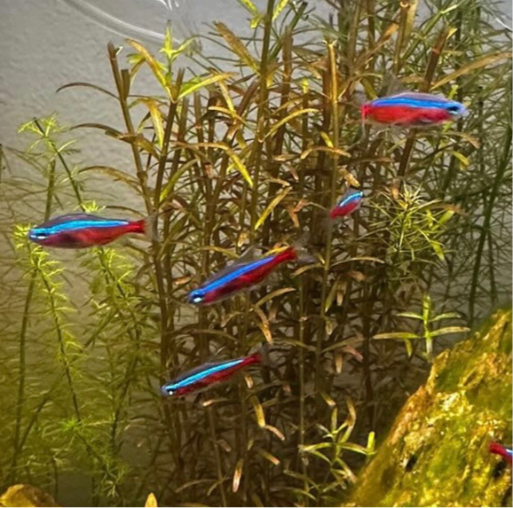 Cardinal Tetra