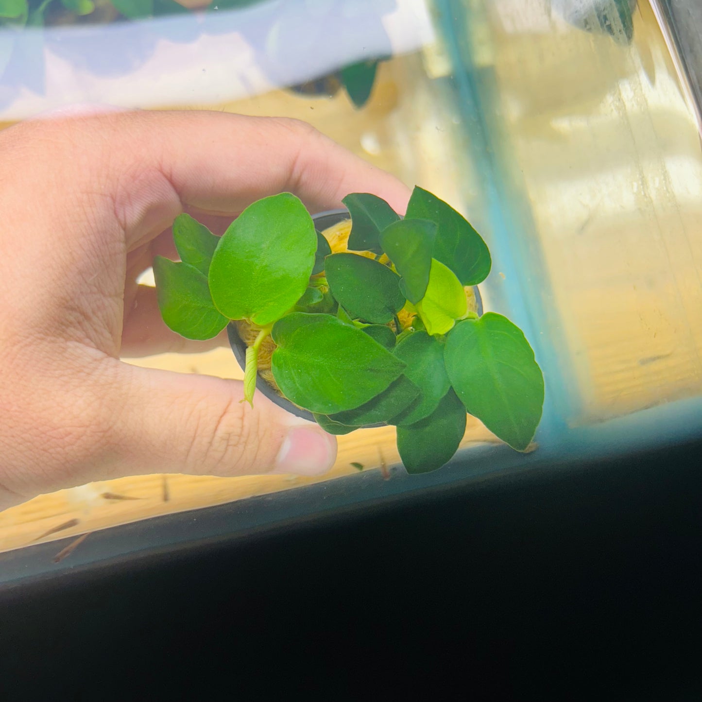 Anubias Barteri Golden Coin