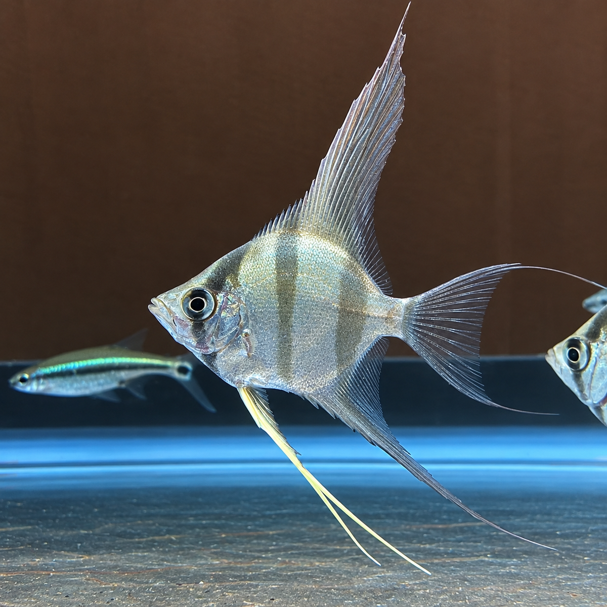 True Columbian Altum Angelfish(Pterophyllum altum)