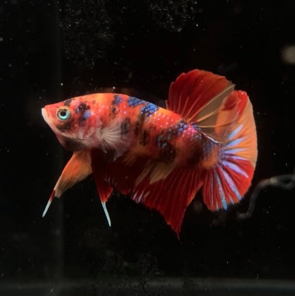 HMPK Koi Nemo Male Betta