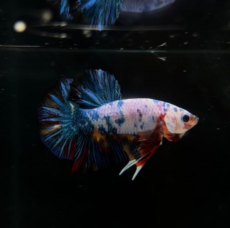 Galaxy Koi HMPK Male Betta