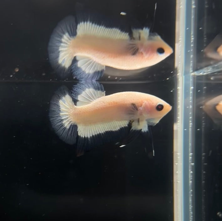 Imperfect Blue Rim HMPK Male Betta