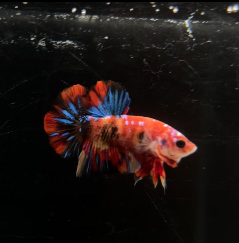 Nemo Multicolor HMPK Male Betta