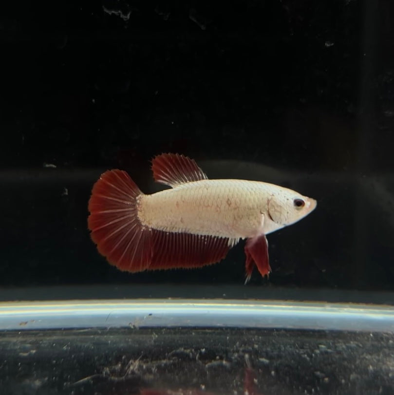 Bicolor Red Dragon HMPK Female Betta