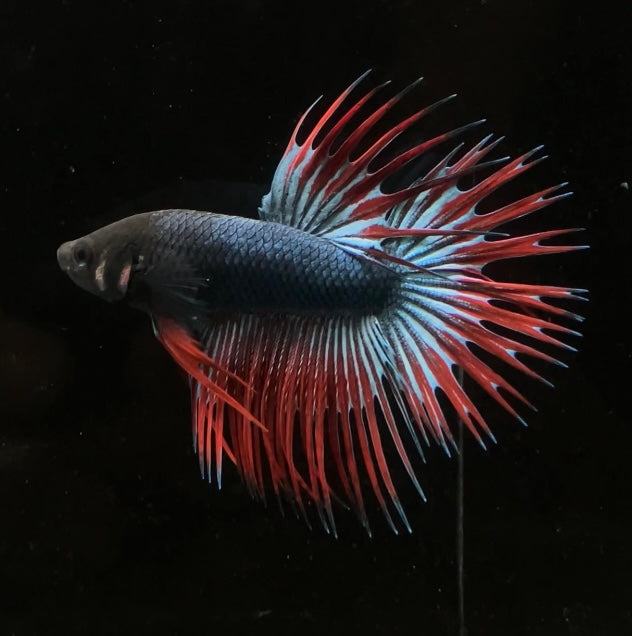 CT Blue Red Grizzly Male Betta
