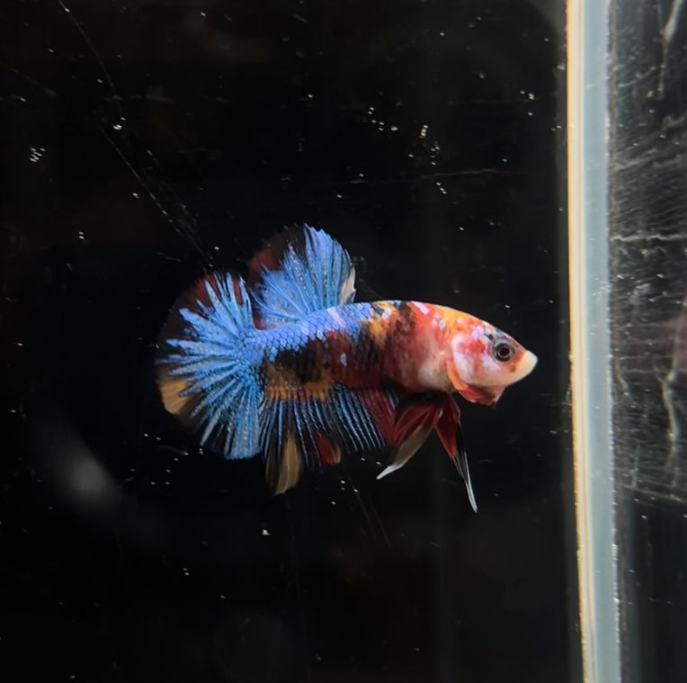 Multicolor Koi HMPK Male Betta